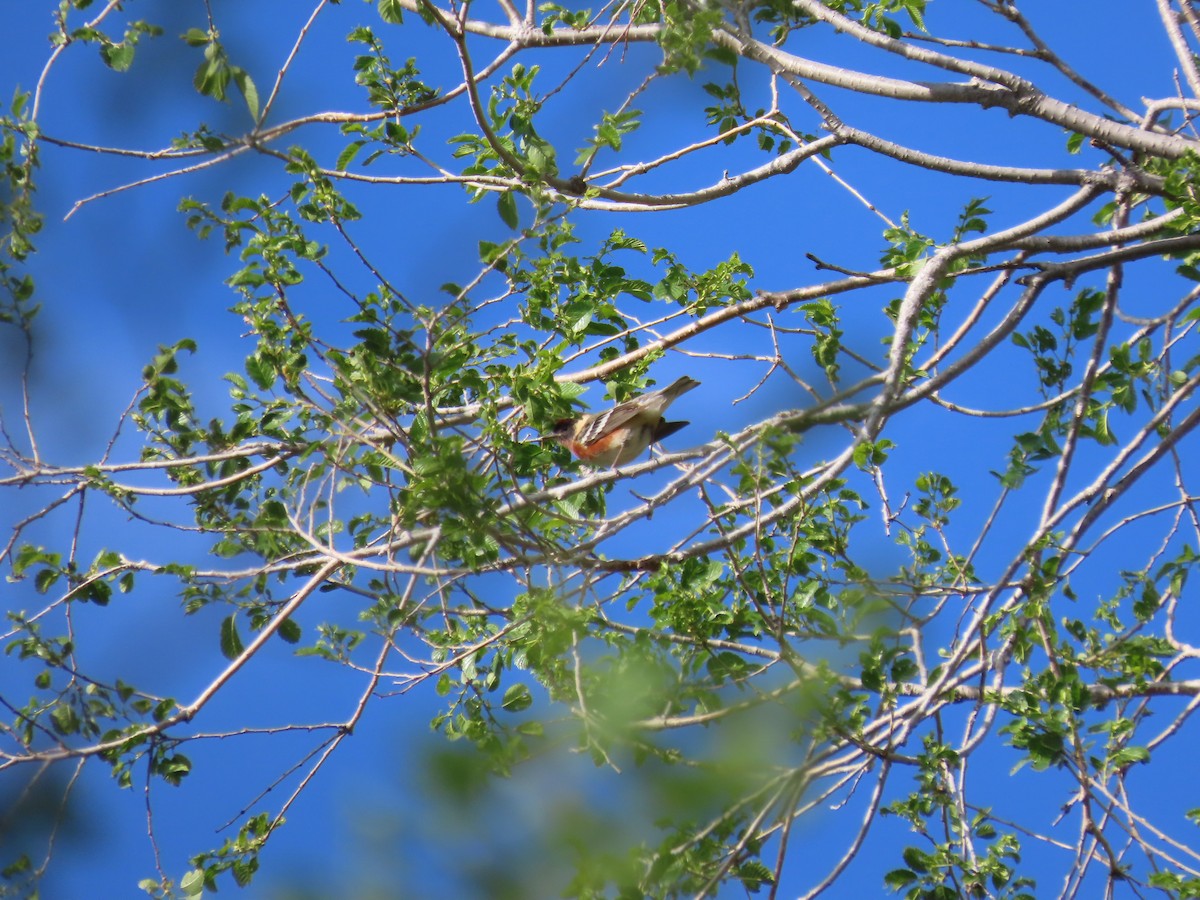 Bay-breasted Warbler - Kieran Schnitzspahn