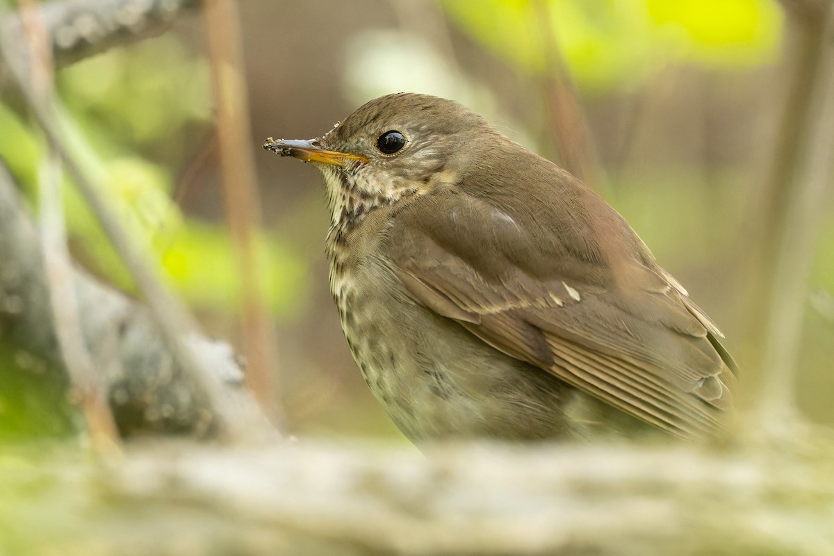 Gray-cheeked Thrush - Kyle Blaney