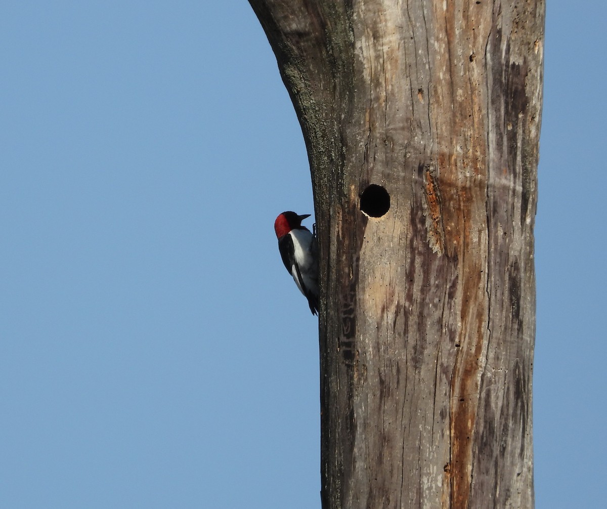 Red-headed Woodpecker - Amy Lyyski