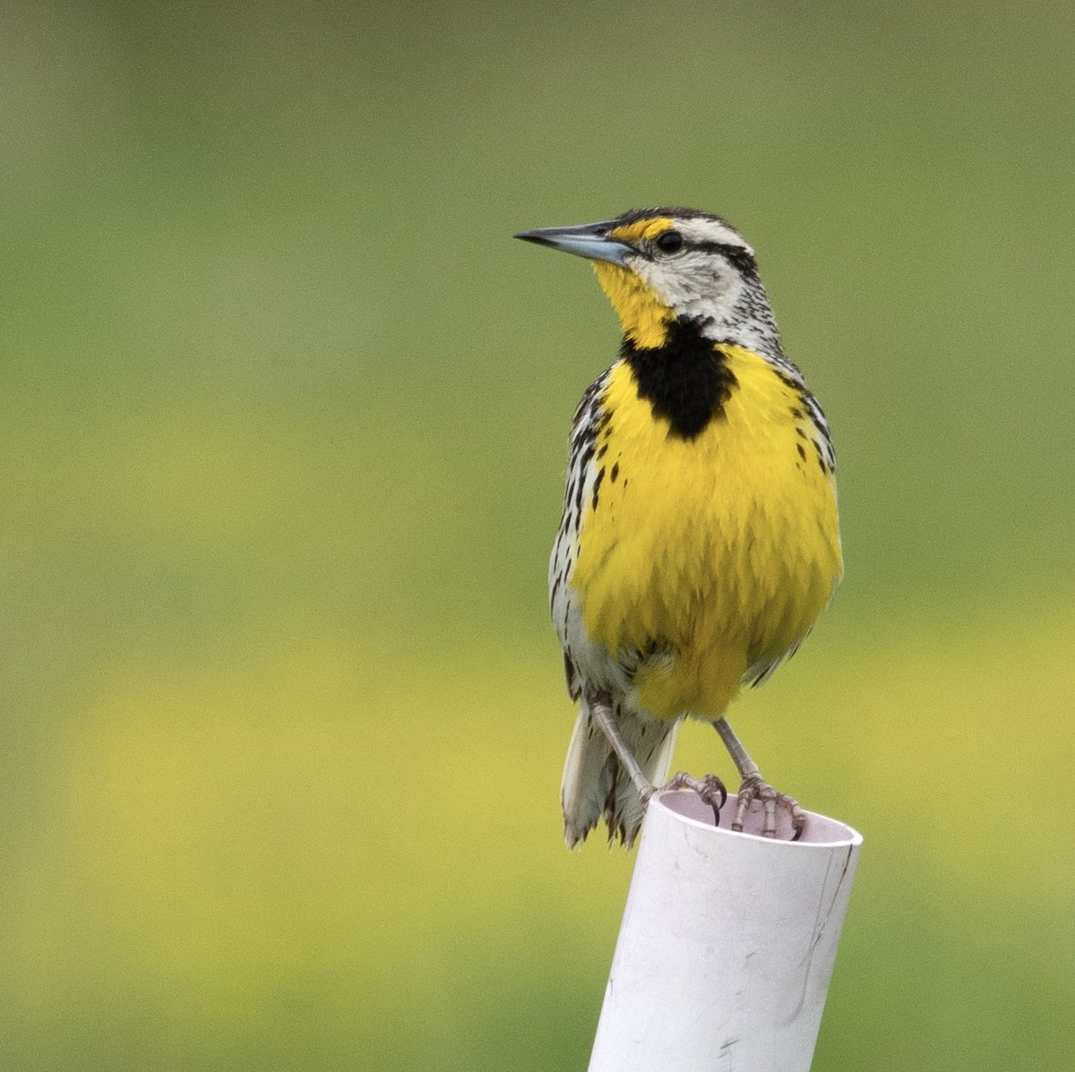 Eastern Meadowlark - Susan Lanier