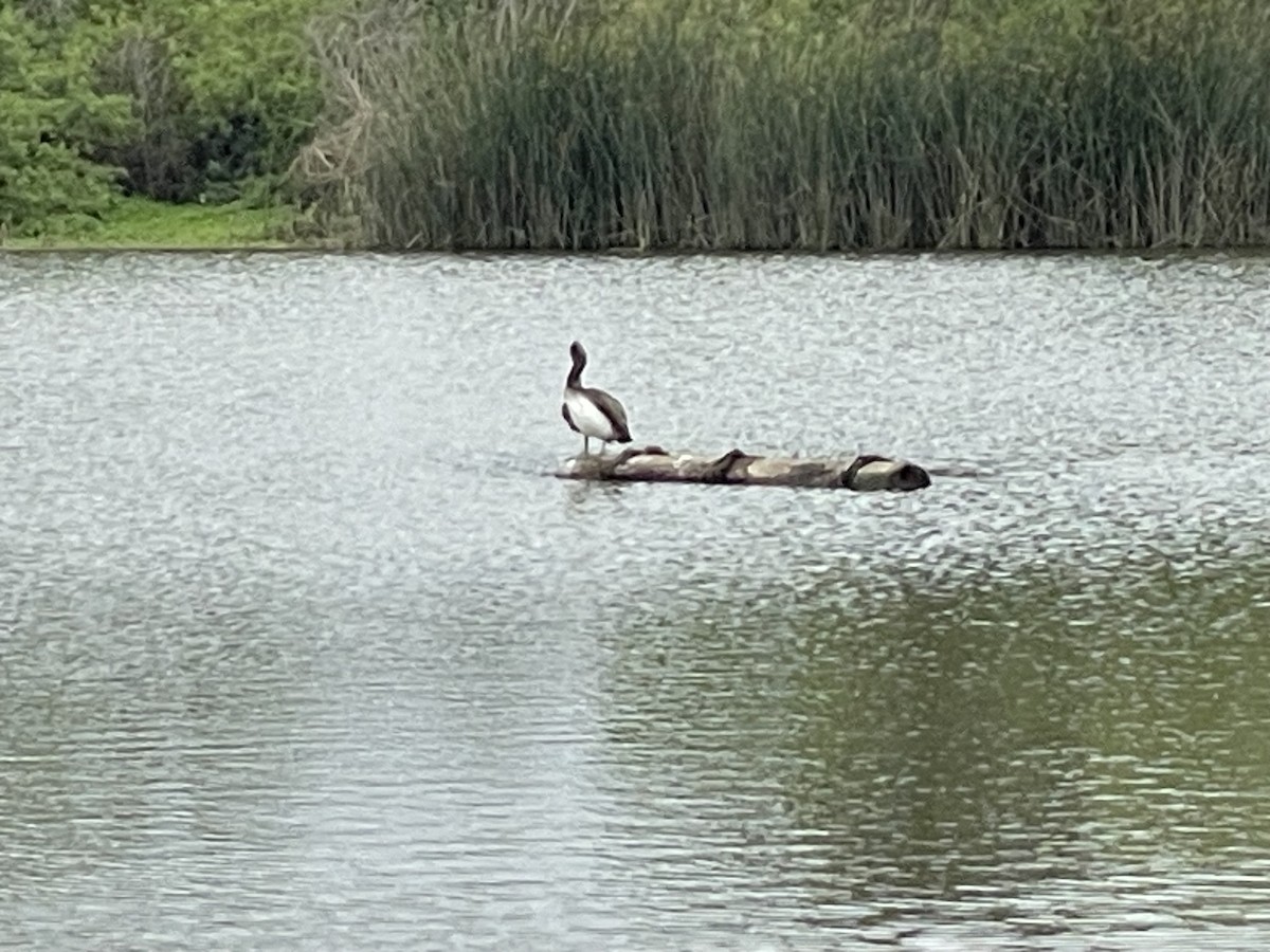 Brown Pelican - Jerry-Brenda Grenard