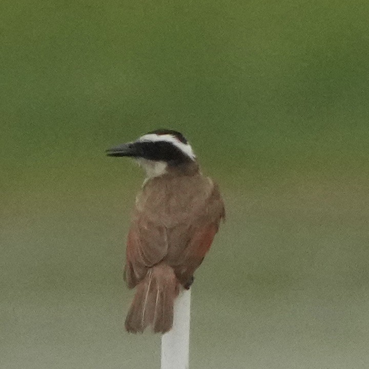 Great Kiskadee - ML619110636