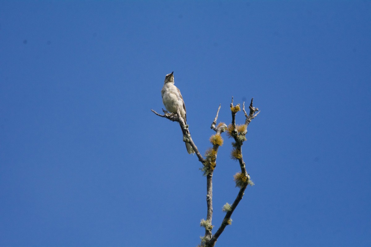 Tropical Mockingbird - FREDY HERNAN VALERO
