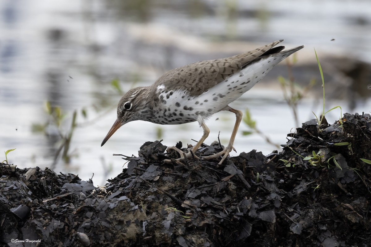 Spotted Sandpiper - ML619110649