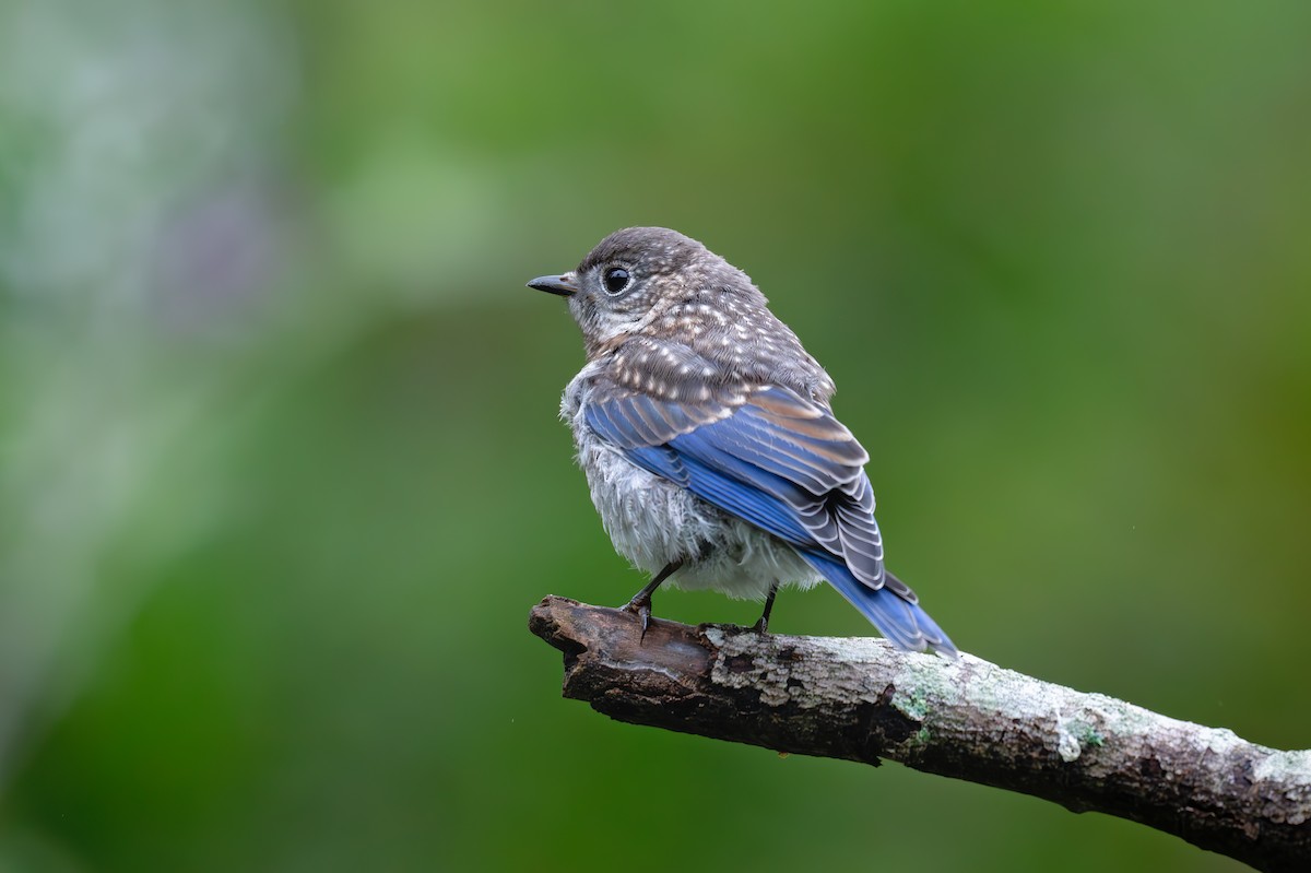 Eastern Bluebird - Karen Szafrajda