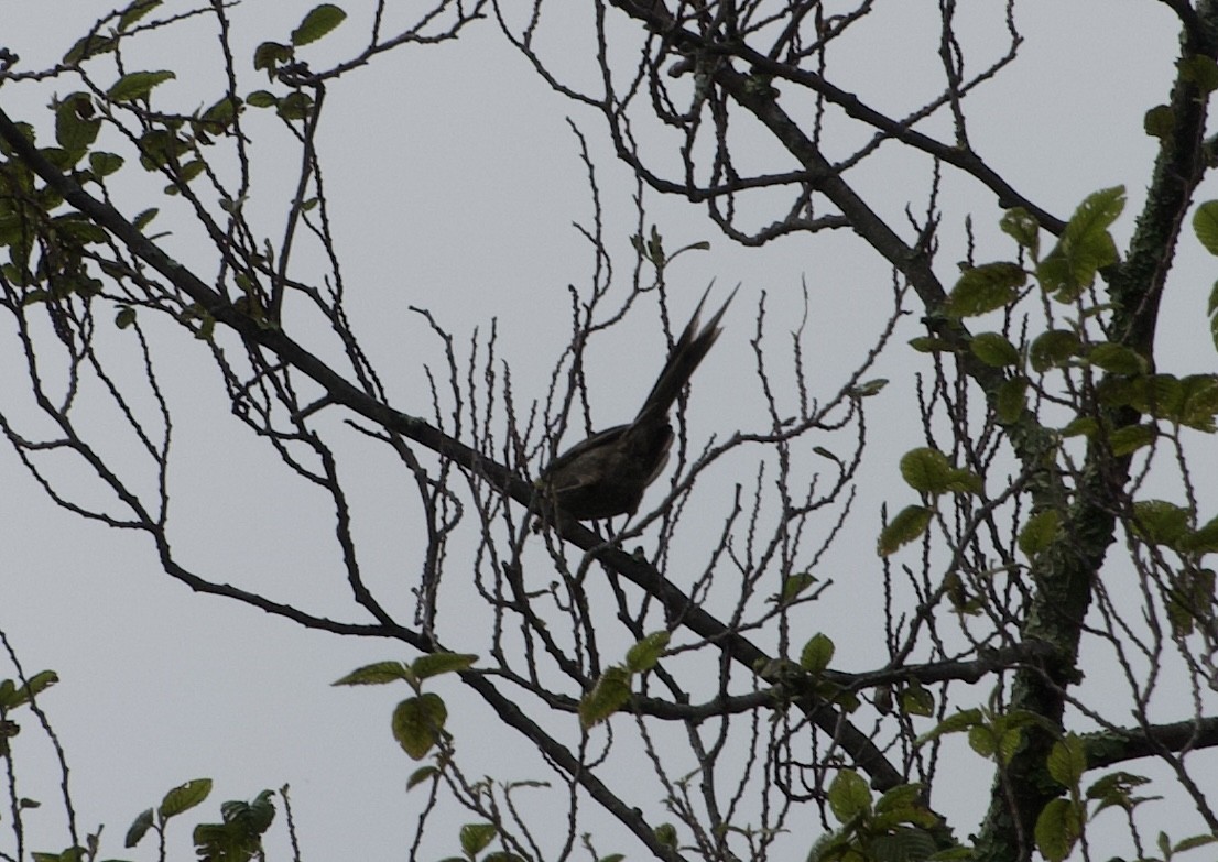 Rusty-crowned Tit-Spinetail - Frances Oliver