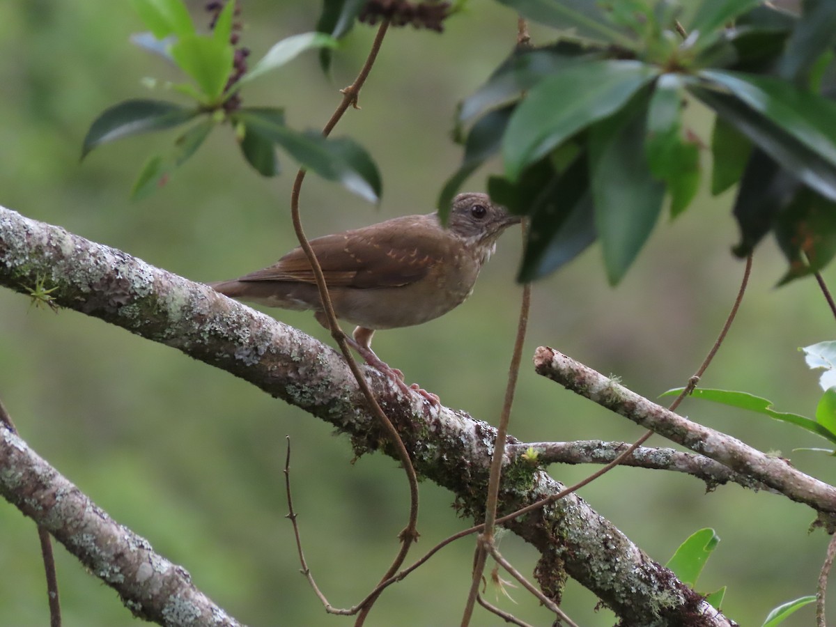 Pale-breasted Thrush - Cristian Cufiño