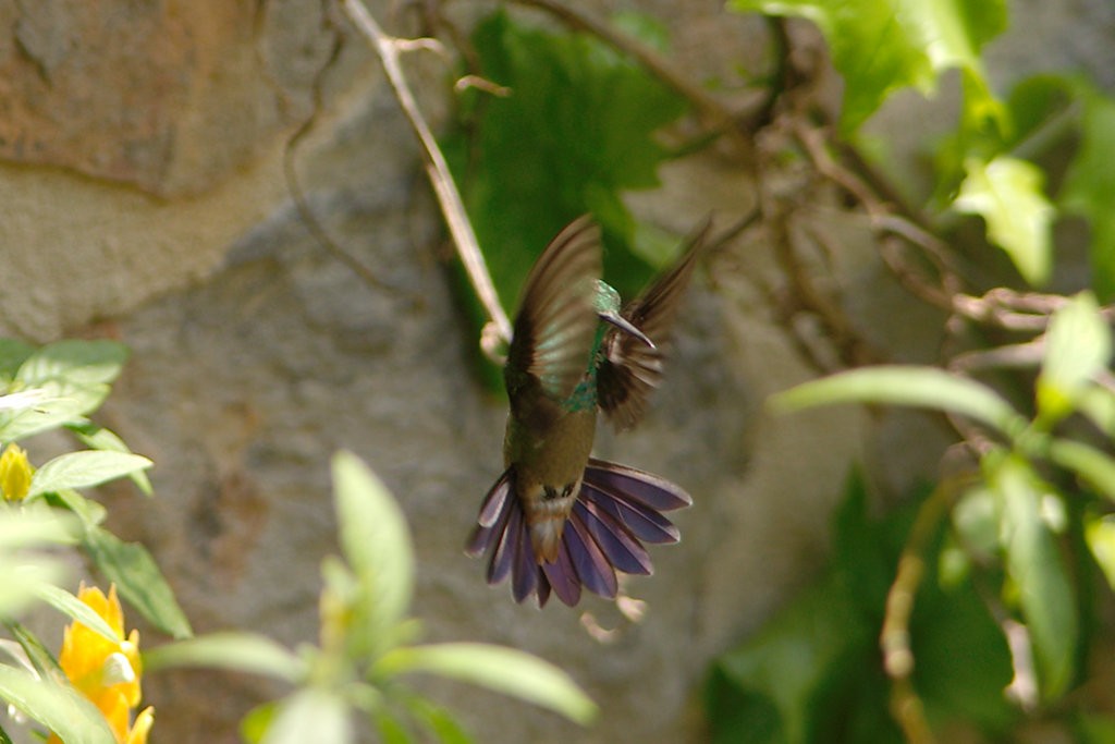 Green-bellied Hummingbird - carlos riaga