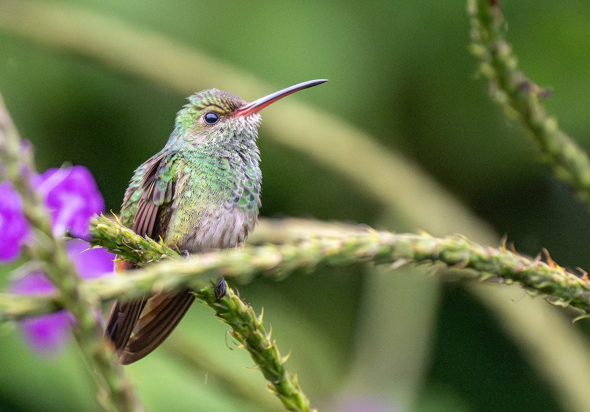 Rufous-tailed Hummingbird - Forest Botial-Jarvis