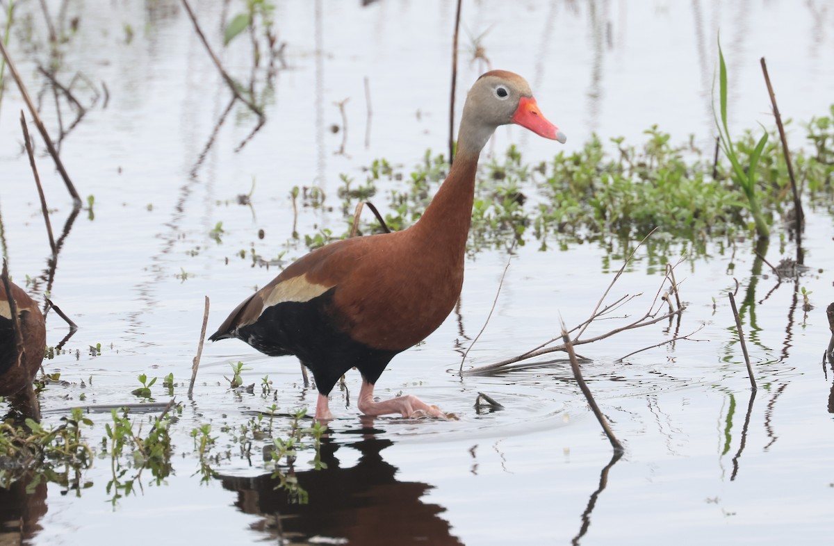 Black-bellied Whistling-Duck - John Drummond