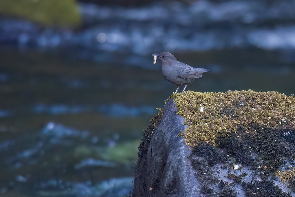 American Dipper - ML619110683