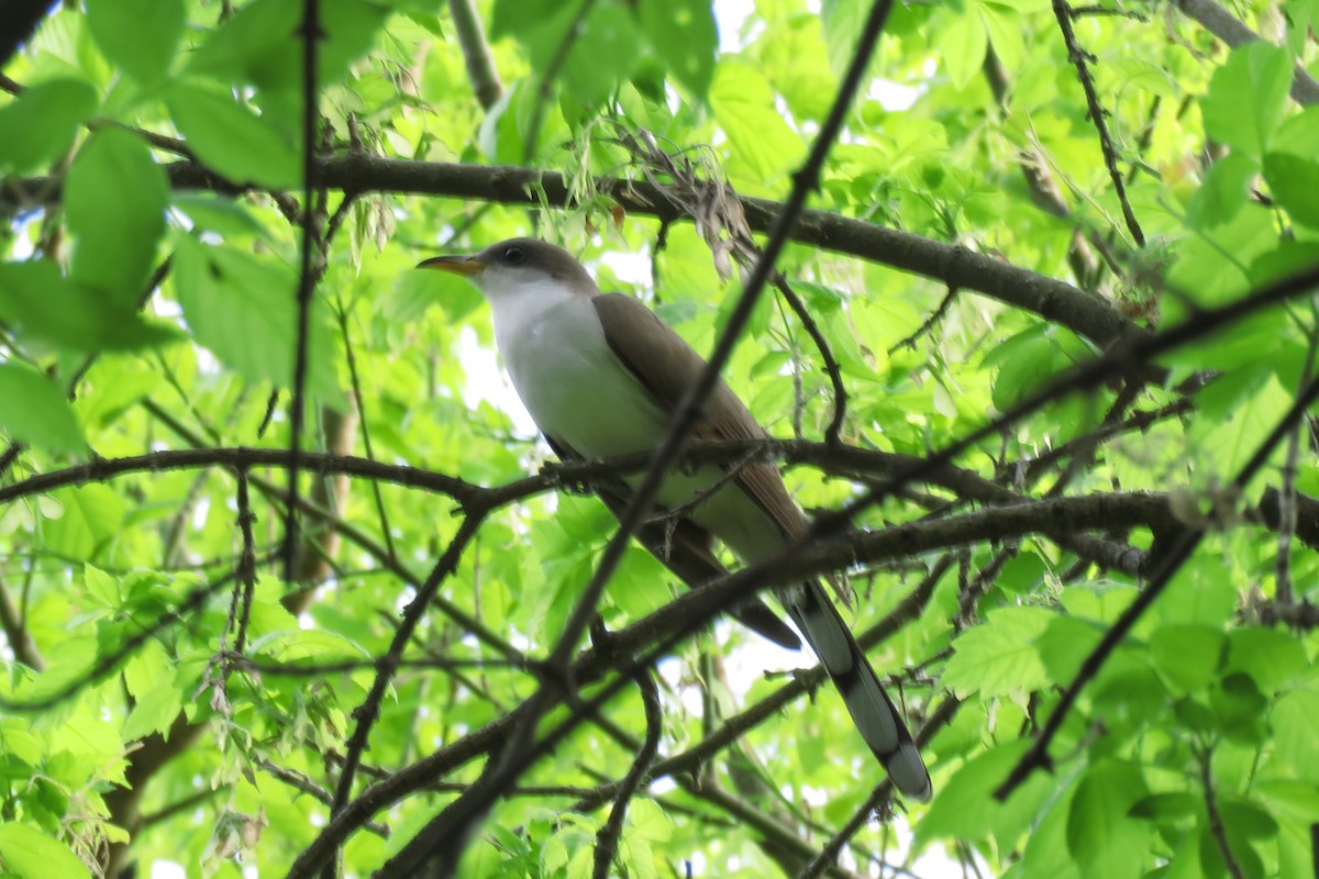 Yellow-billed Cuckoo - ML619110686