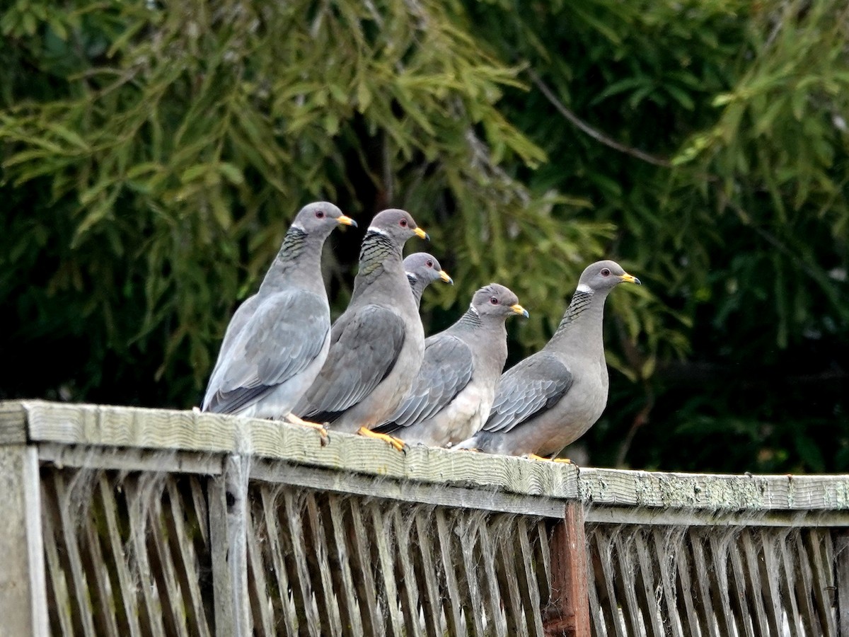 Band-tailed Pigeon - Norman Uyeda