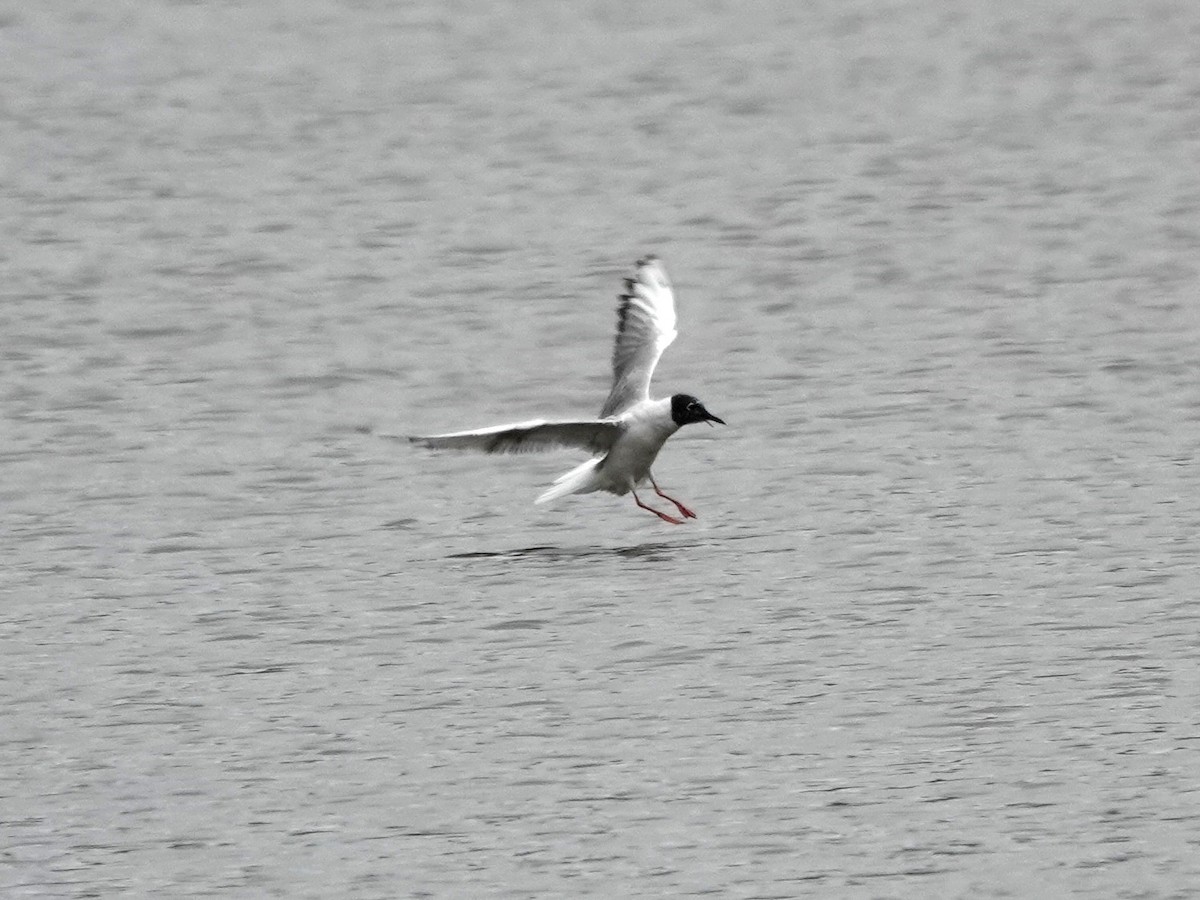 Bonaparte's Gull - Norman Uyeda