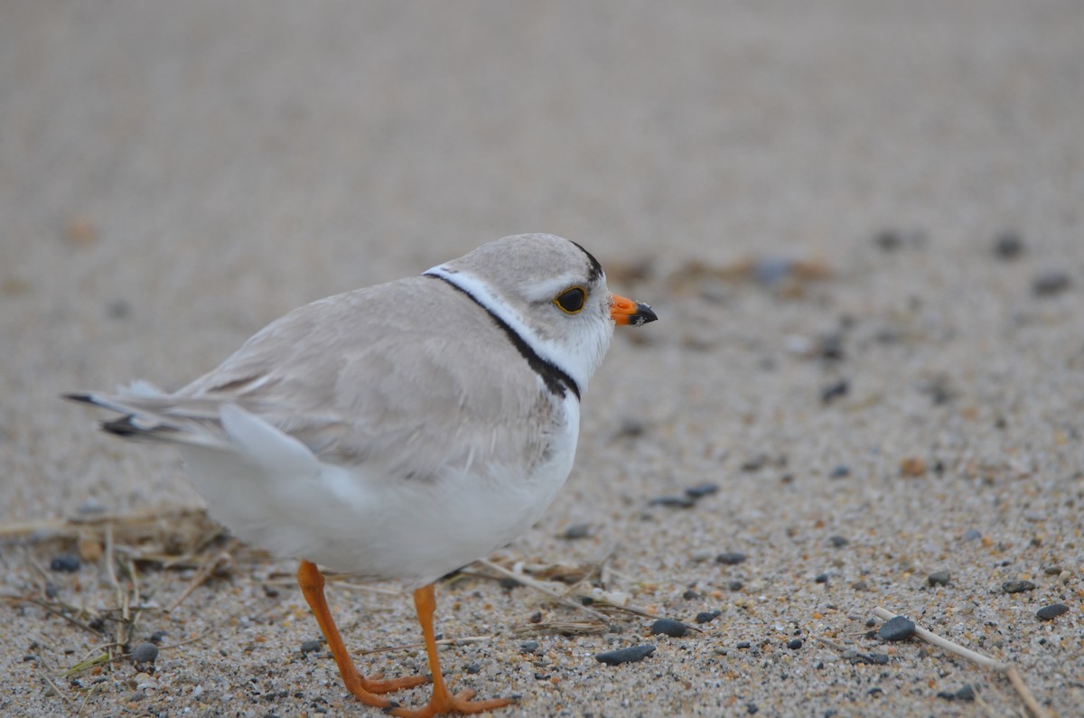 Piping Plover - Richard Garrigus