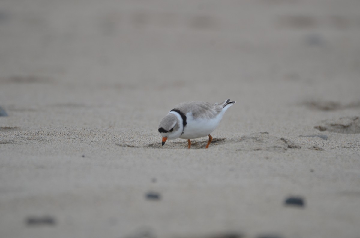 Piping Plover - Richard Garrigus