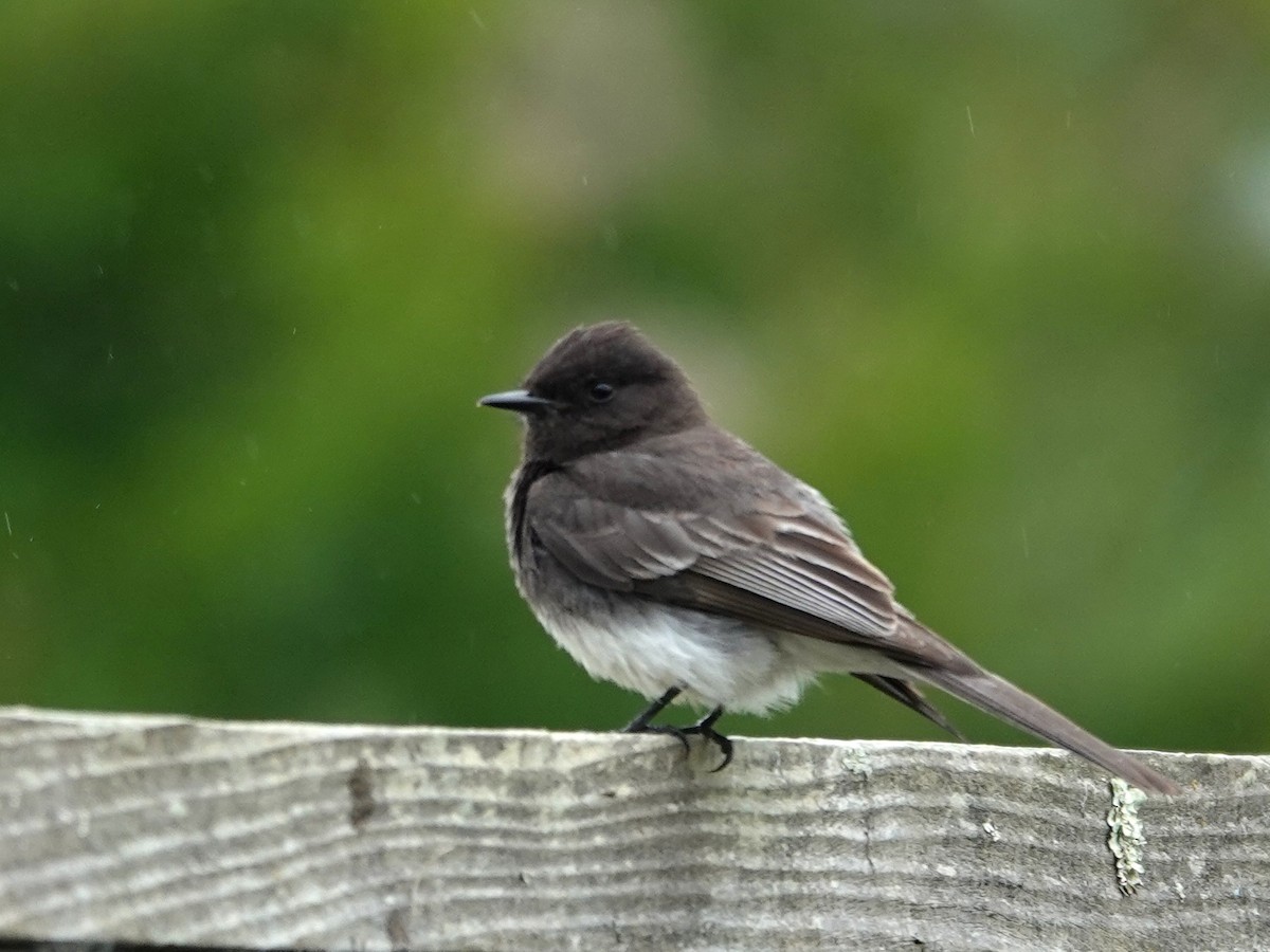 Black Phoebe - Norman Uyeda