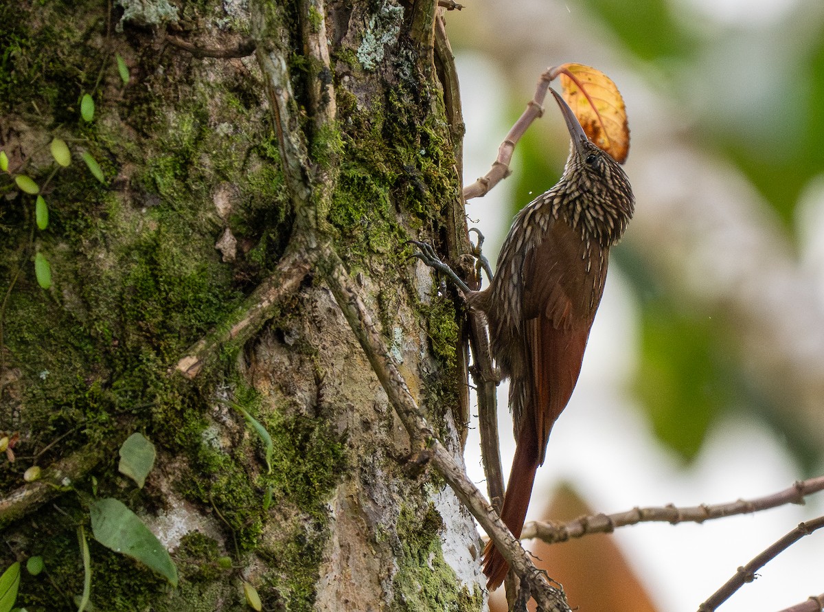 Streak-headed Woodcreeper - Forest Botial-Jarvis