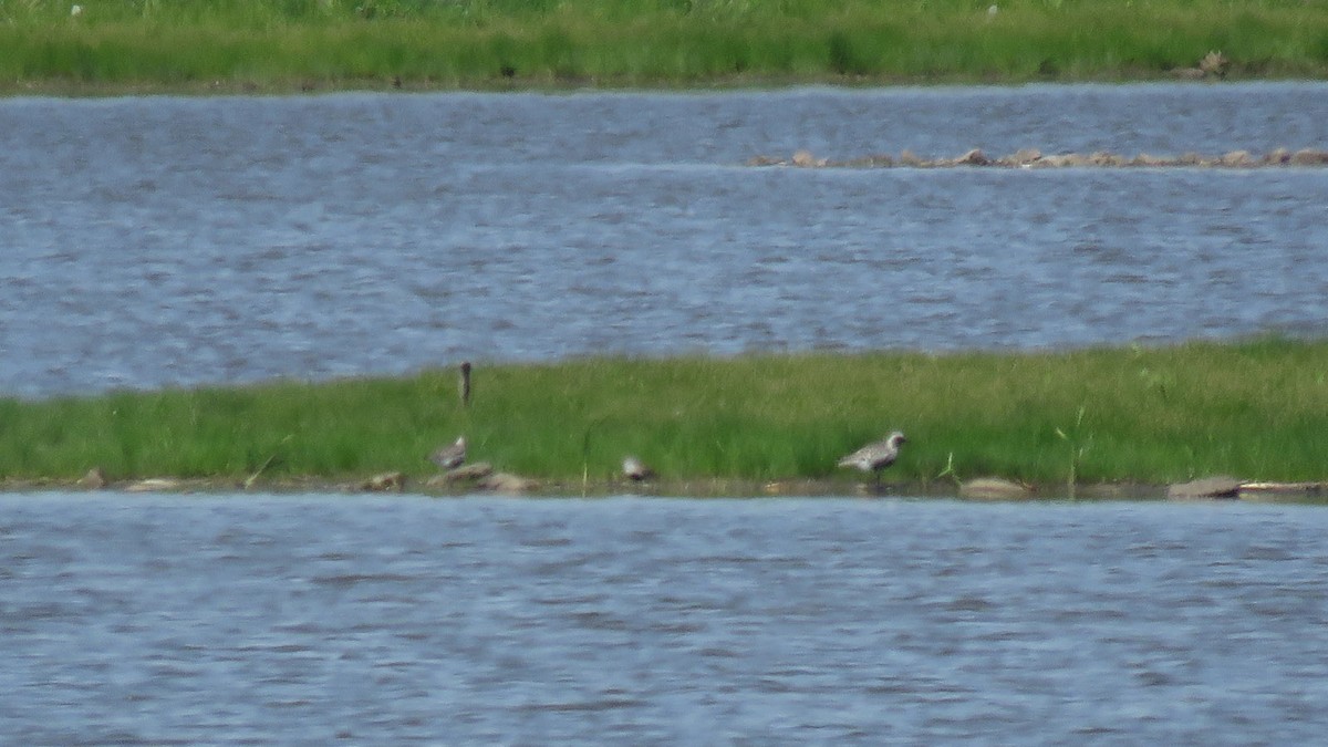 Black-bellied Plover - Thomas Schultz