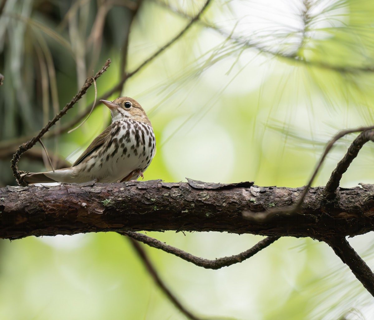 Ovenbird - Karen Szafrajda