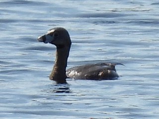 Pied-billed Grebe - Bailey Kraemer