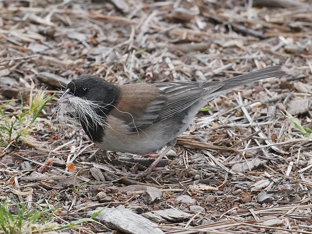 Dark-eyed Junco (Oregon) - Tom Haglund