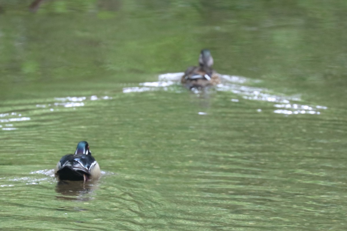 Wood Duck - Karen Bonsell