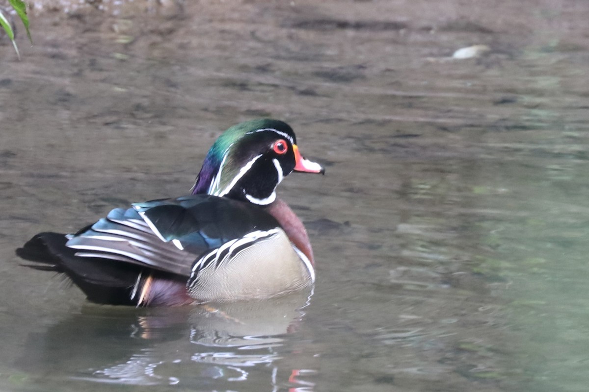 Wood Duck - Karen Bonsell