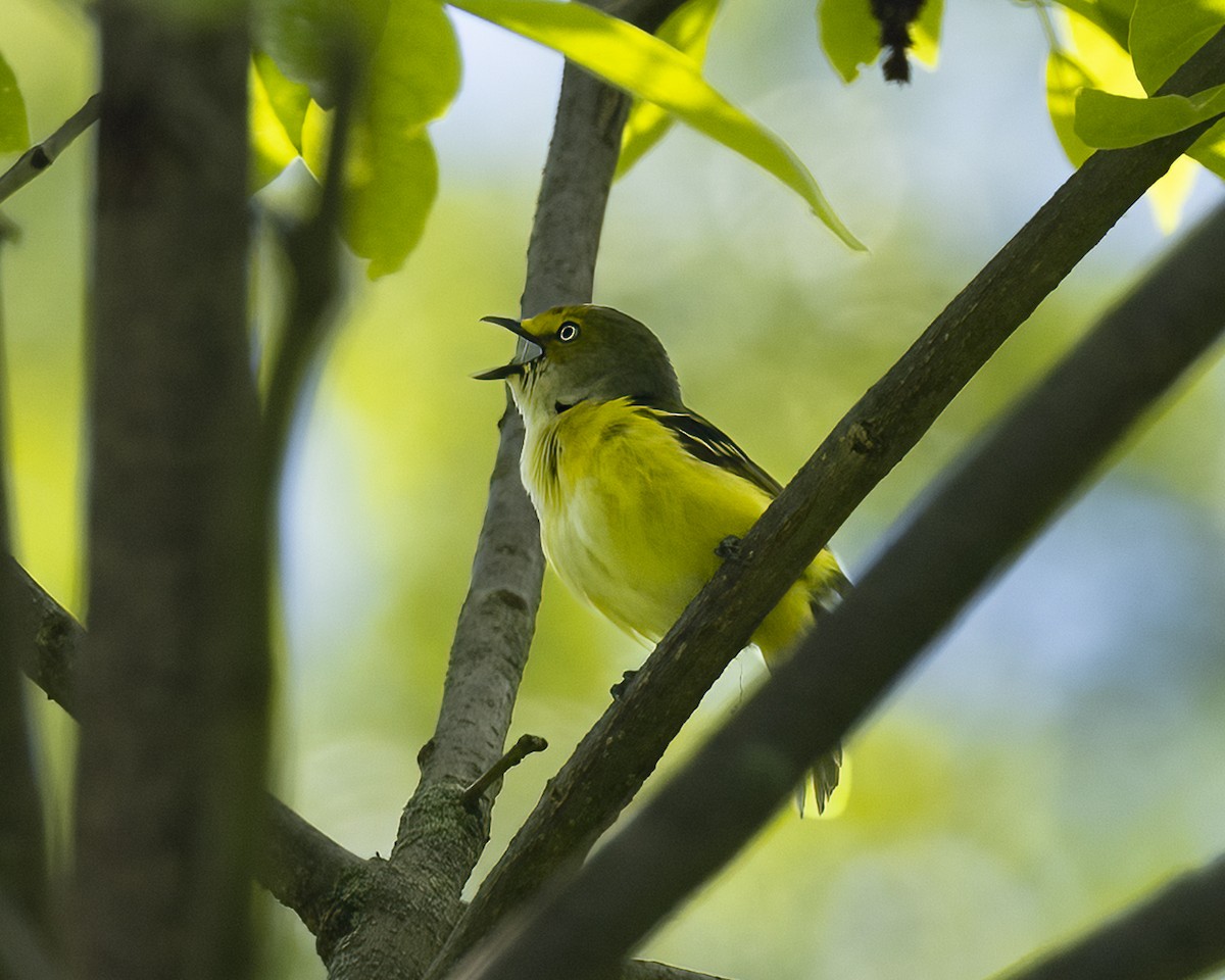 White-eyed Vireo - Karen Maloy Brady