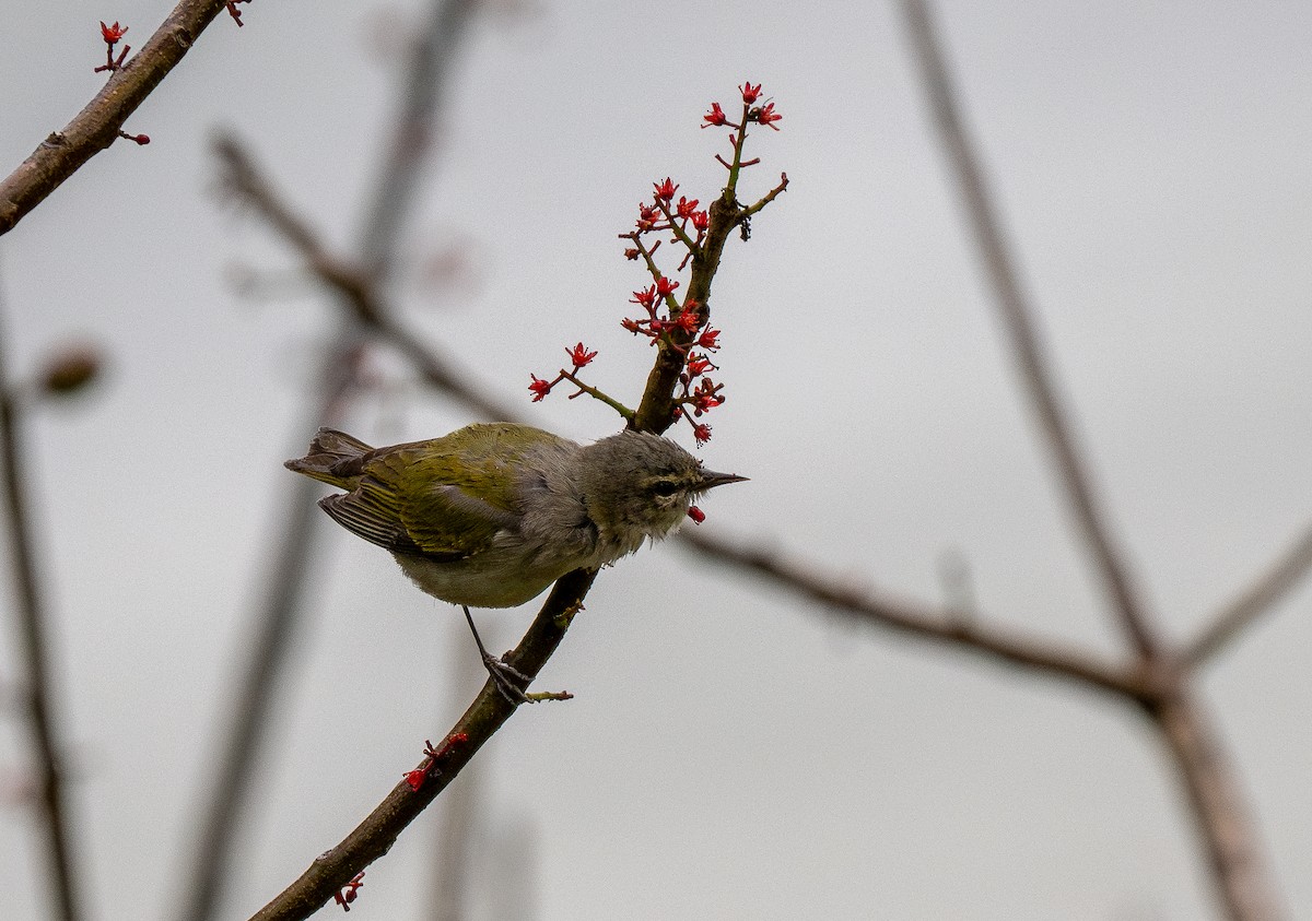Tennessee Warbler - Forest Botial-Jarvis