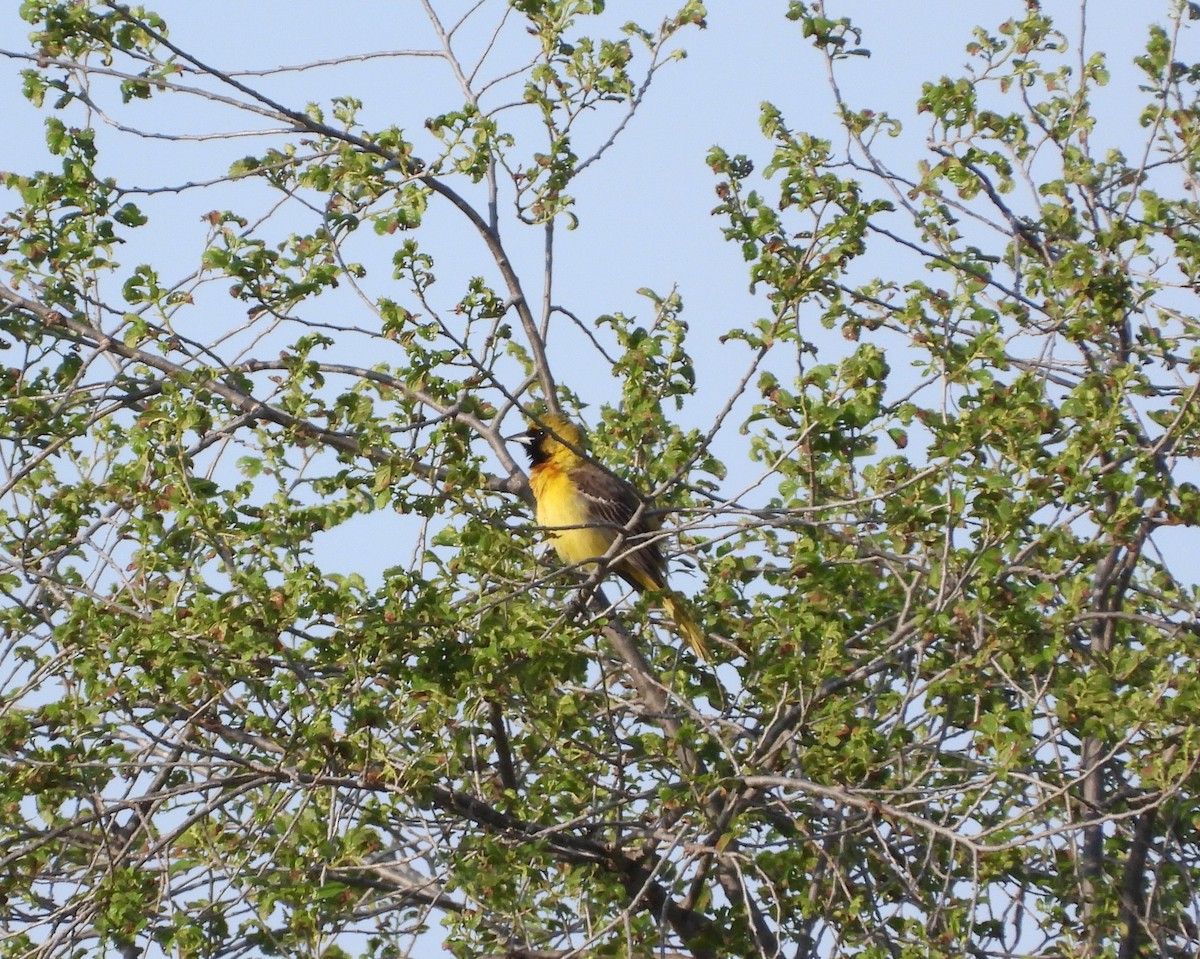 Orchard Oriole - Amy Lyyski