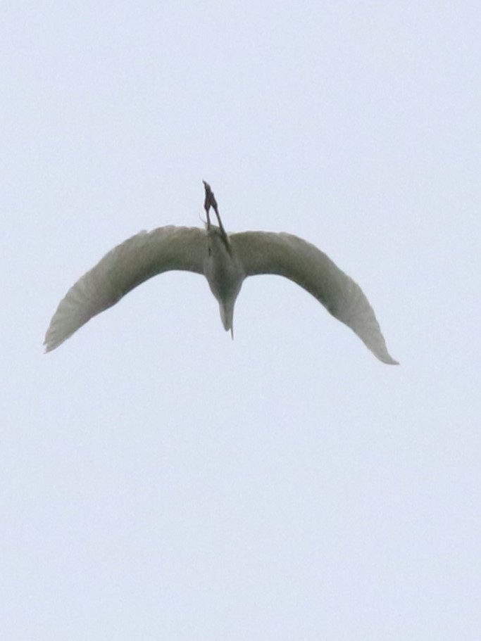 Great Egret - Karen Bonsell