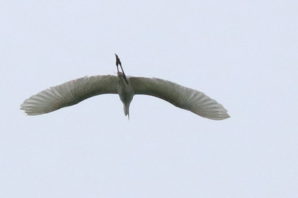 Great Egret - Karen Bonsell