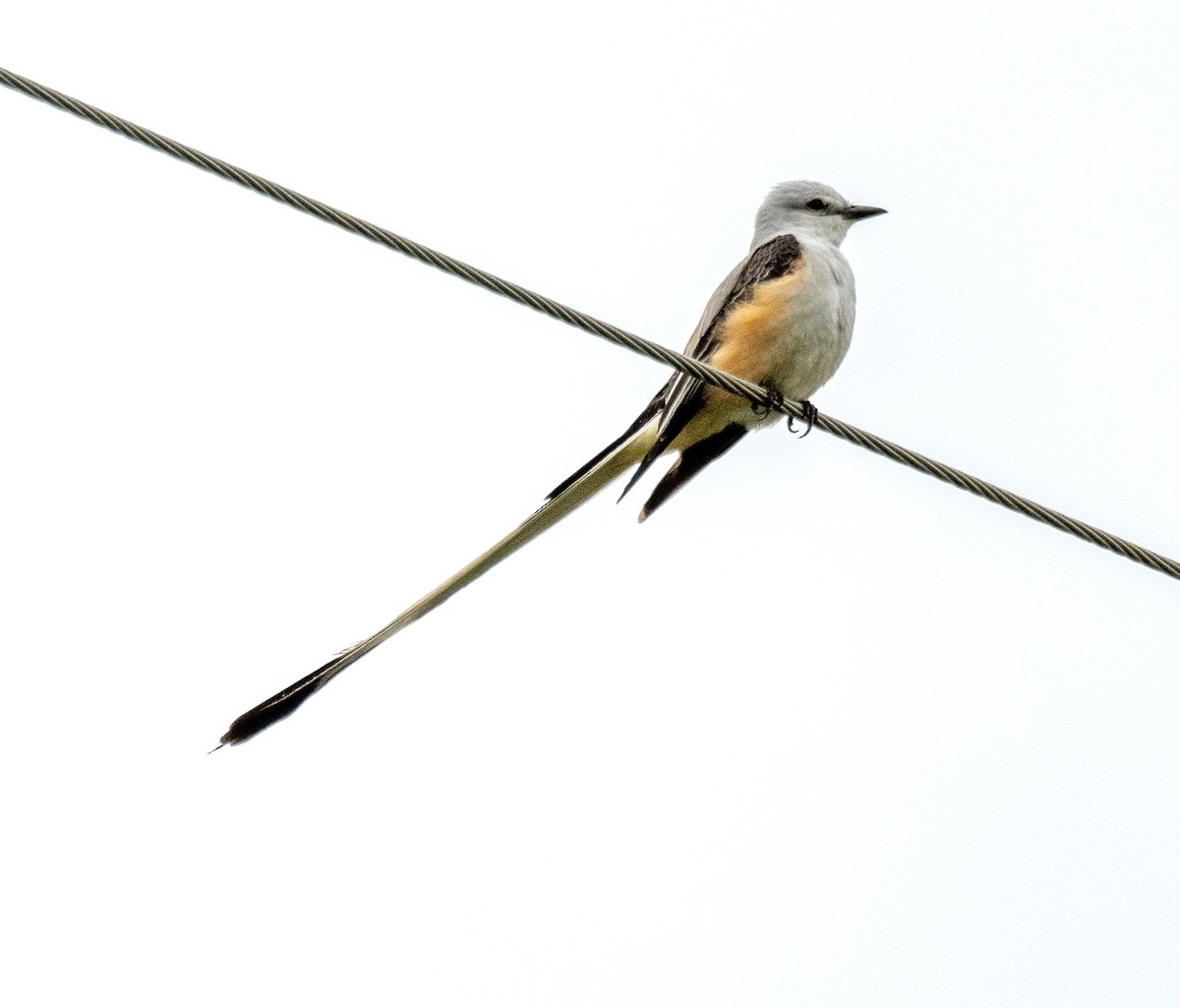 Scissor-tailed Flycatcher - Susan Lanier