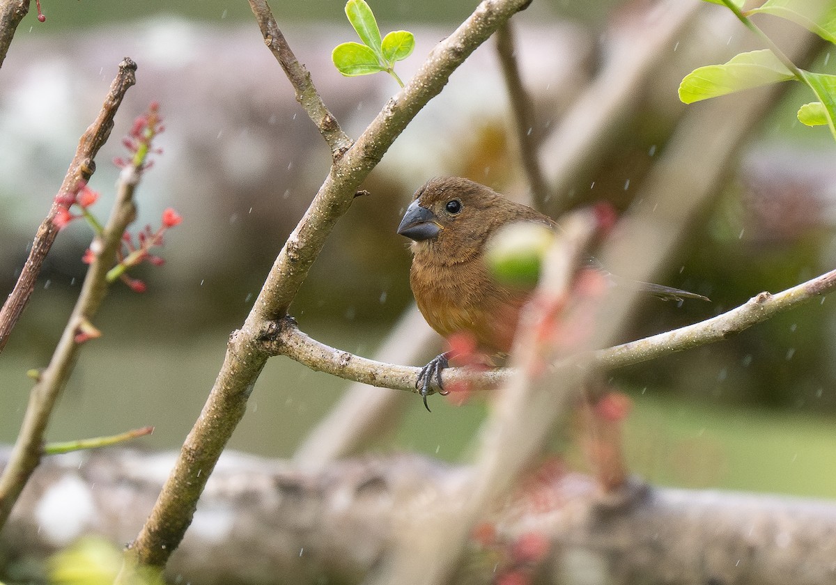 Thick-billed Seed-Finch - Forest Botial-Jarvis