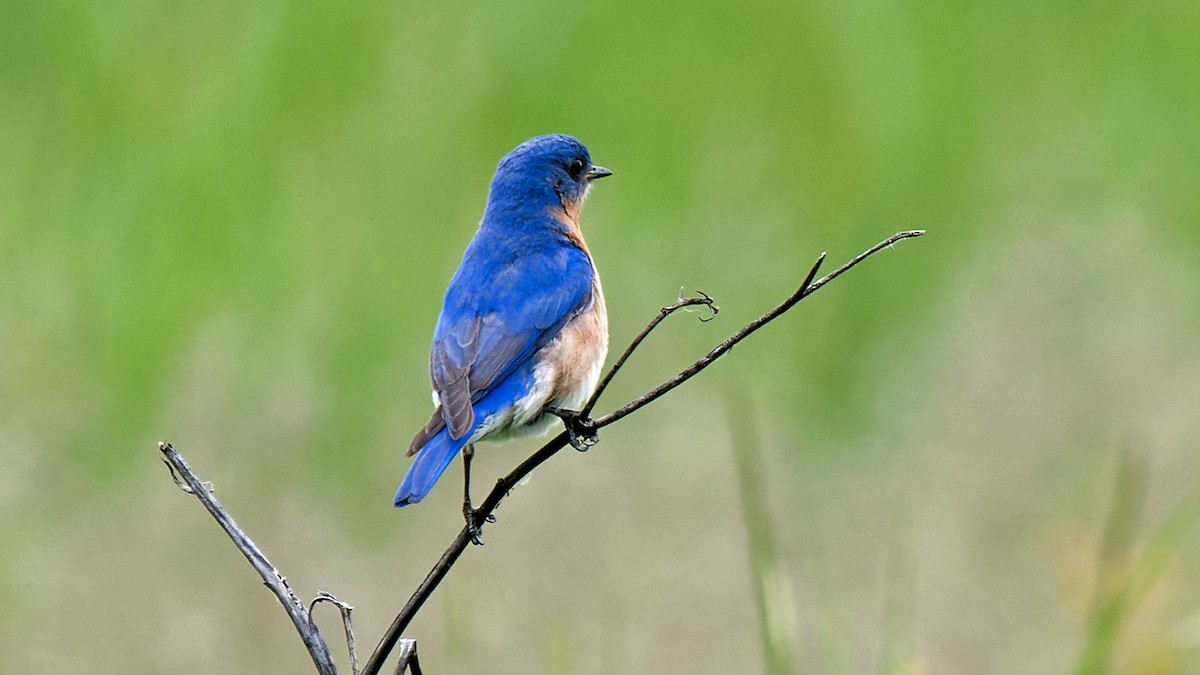 Eastern Bluebird - Craig Becker