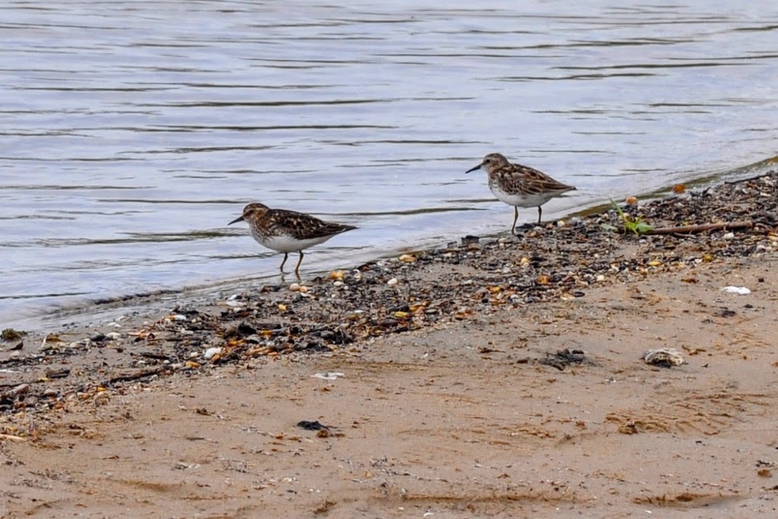 Least Sandpiper - ML619110777