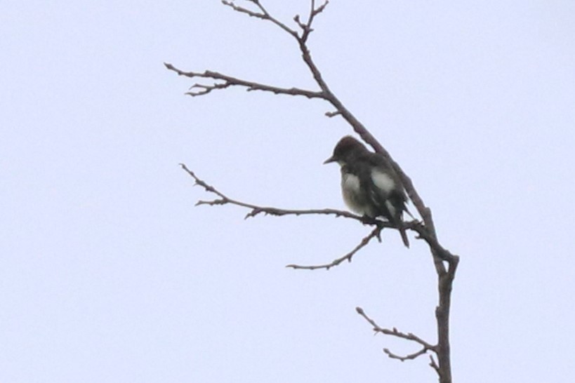 Olive-sided Flycatcher - ML619110781