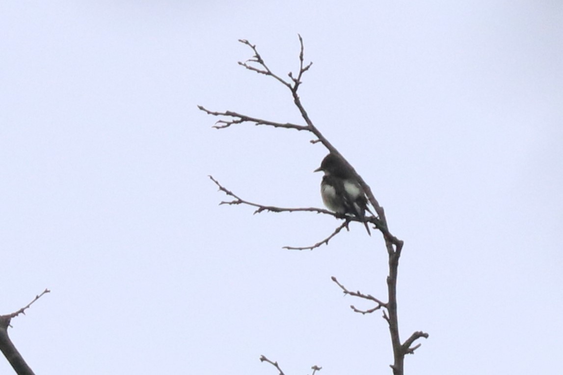 Olive-sided Flycatcher - ML619110782