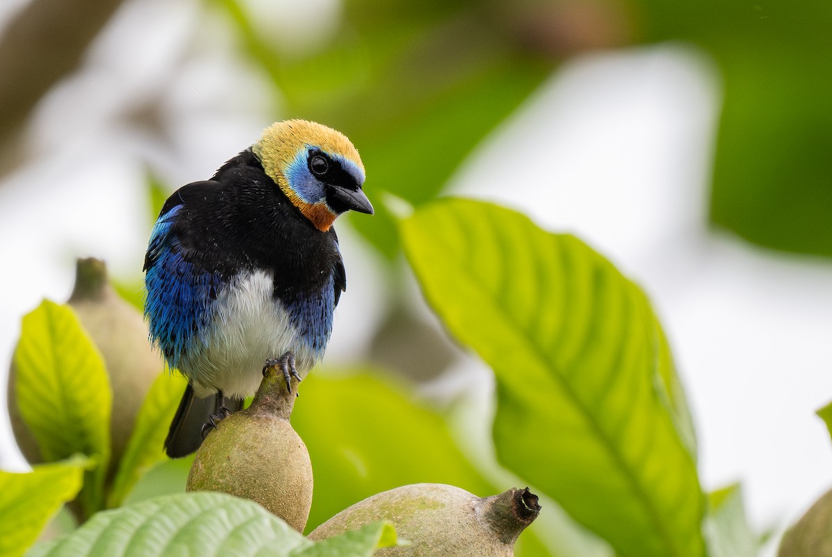 Golden-hooded Tanager - Forest Botial-Jarvis