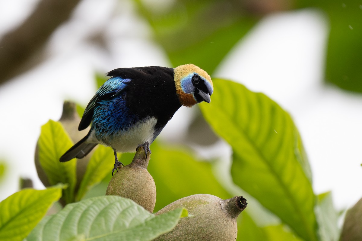 Golden-hooded Tanager - Forest Botial-Jarvis