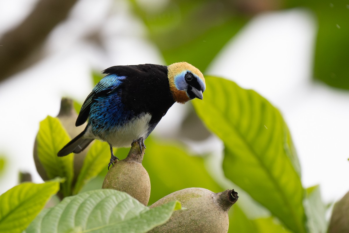 Golden-hooded Tanager - ML619110785