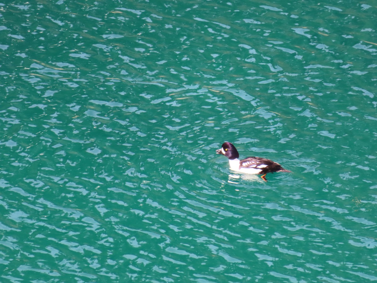 Barrow's Goldeneye - ML619110797