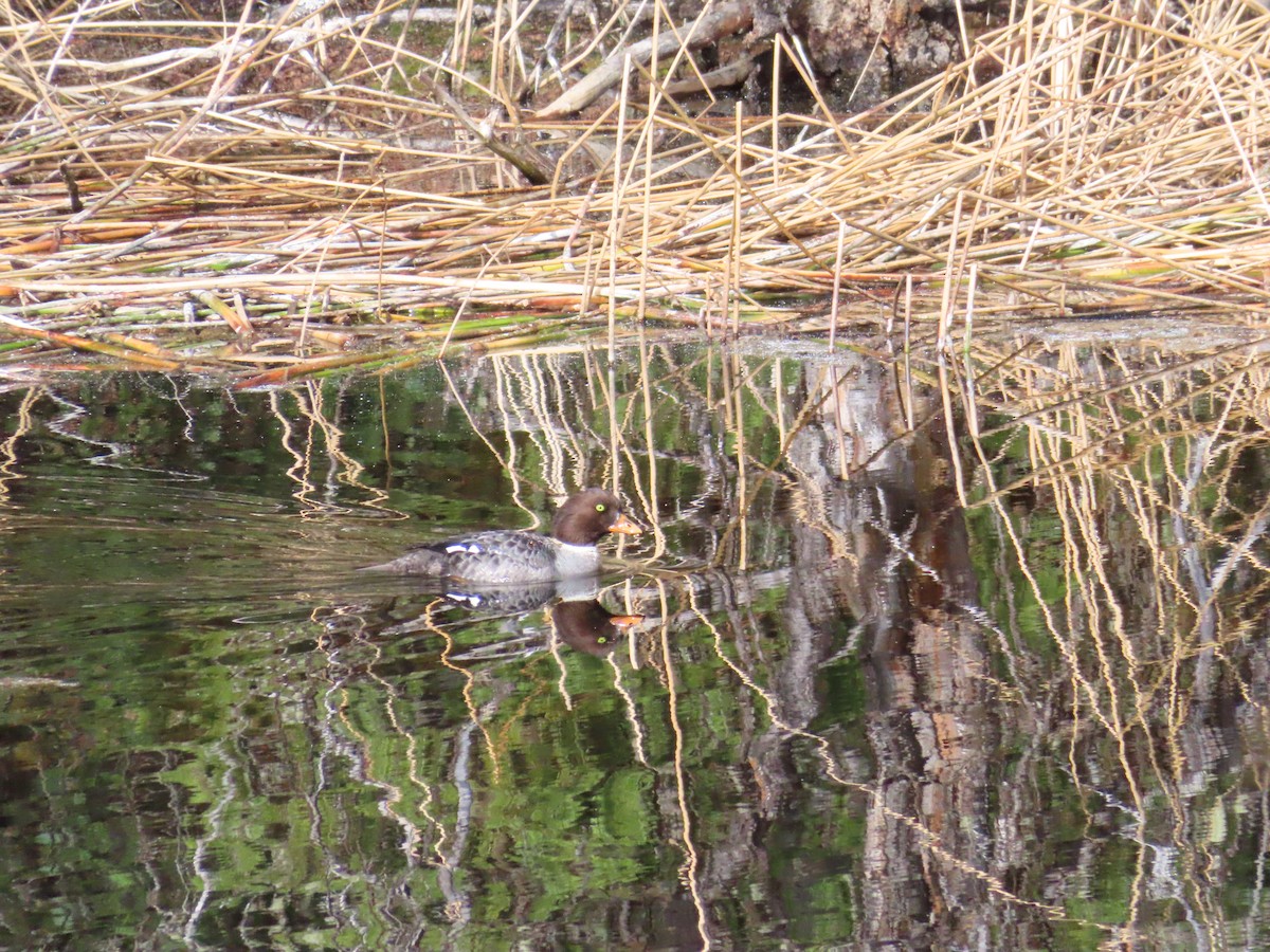 Barrow's Goldeneye - ML619110799