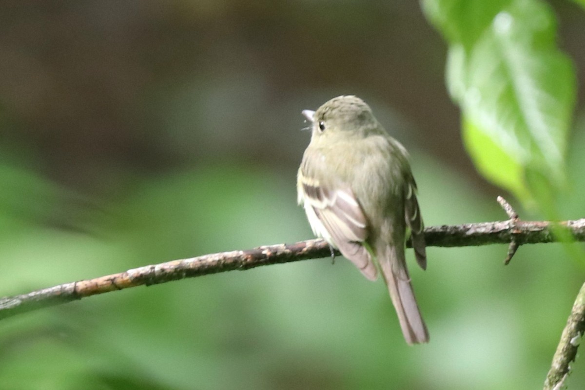 Acadian Flycatcher - ML619110810