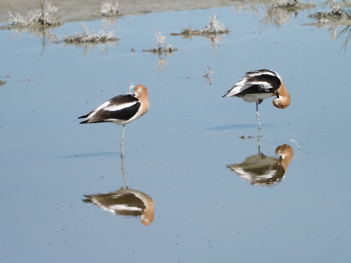 American Avocet - David Zook