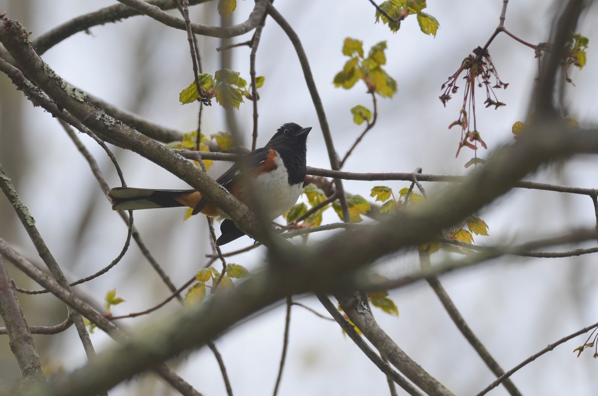 Eastern Towhee - Richard Garrigus