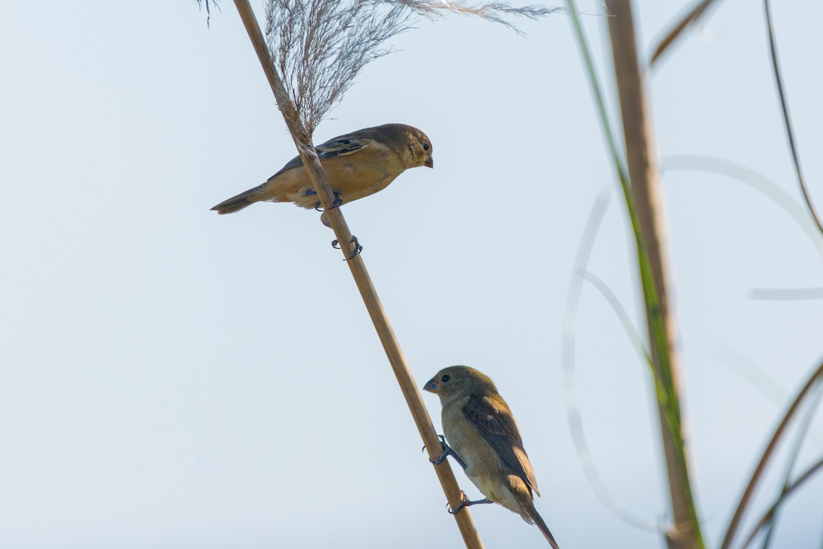 Rusty-collared Seedeater - Gus Tavo