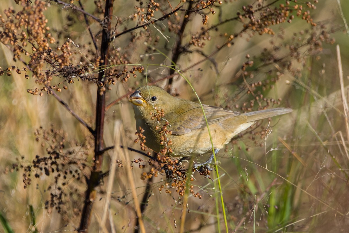 Rusty-collared Seedeater - ML619110838