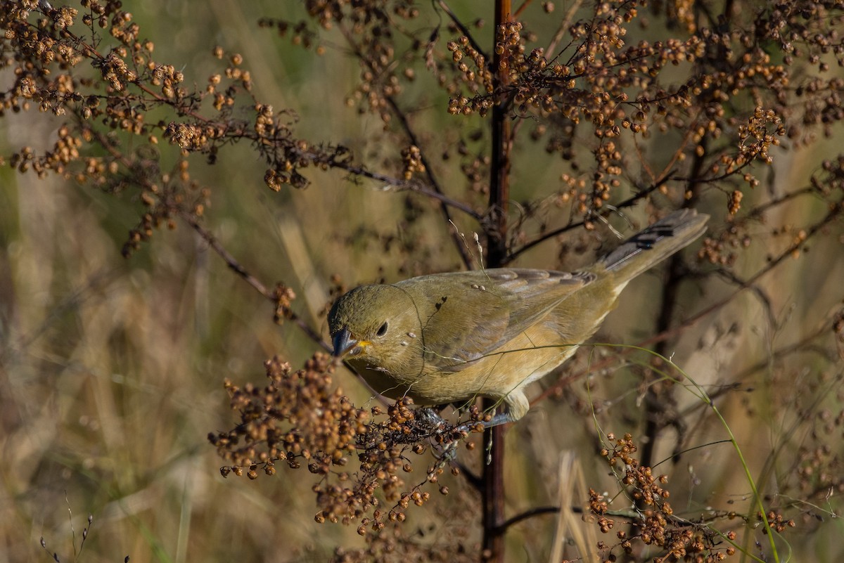 Rusty-collared Seedeater - ML619110839